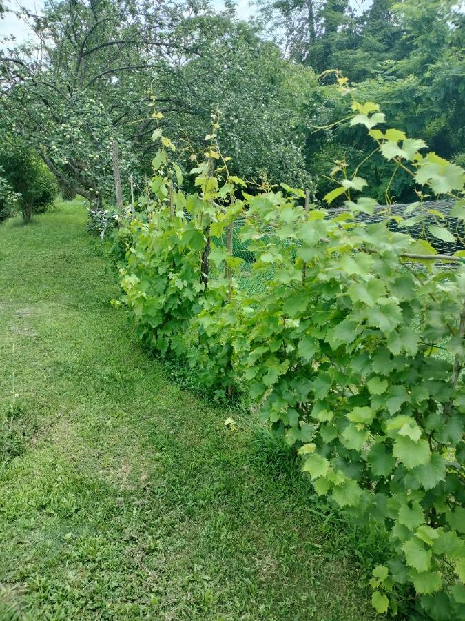 Casa Relax Immersa Nel Verde Della Natura Casalborgone Εξωτερικό φωτογραφία